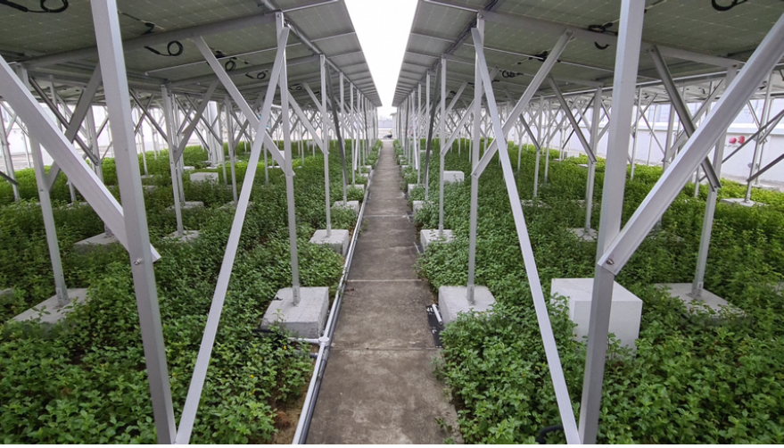 Image shows bedok food city roof greenery under solar panels